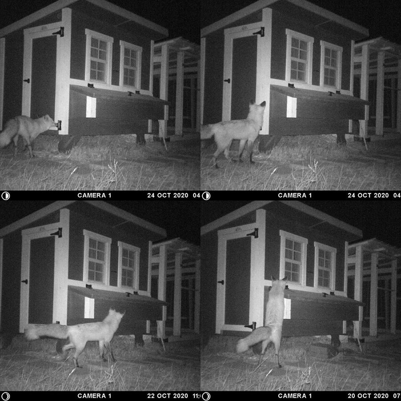 OverEZ Chicken Coop Medium with Wheels fox safe