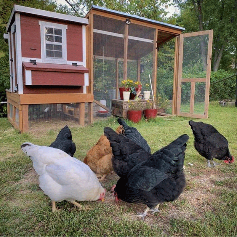 OverEZ Chicken Coop Medium with Wheels with optional run