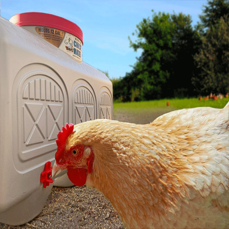 OverEZ Chicken Waterer 2