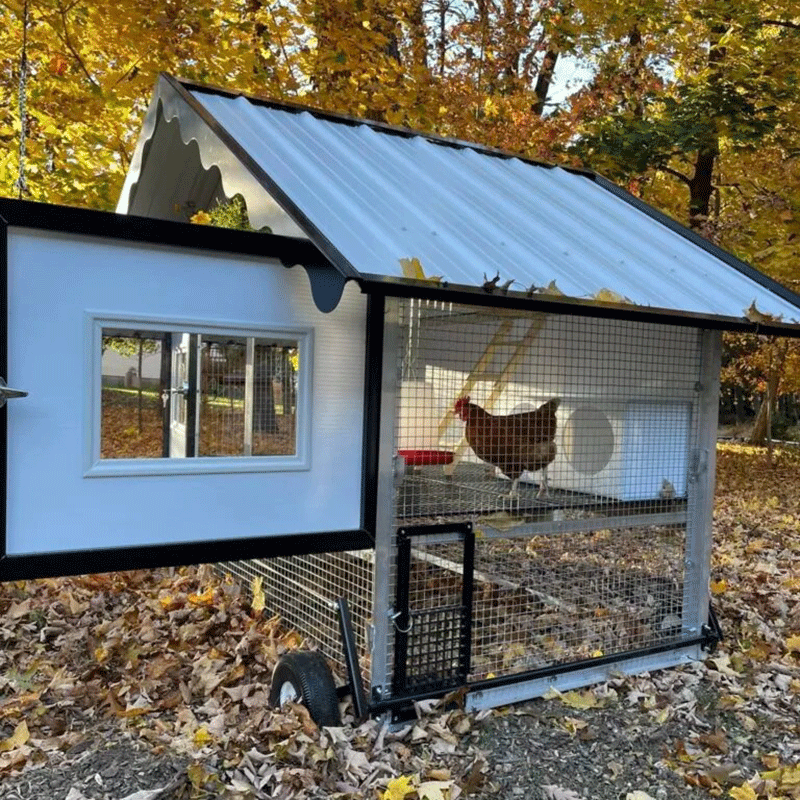 Egg Cart'n The Chalet Chicken Tractor 10-12 Chickens inside view with chicken