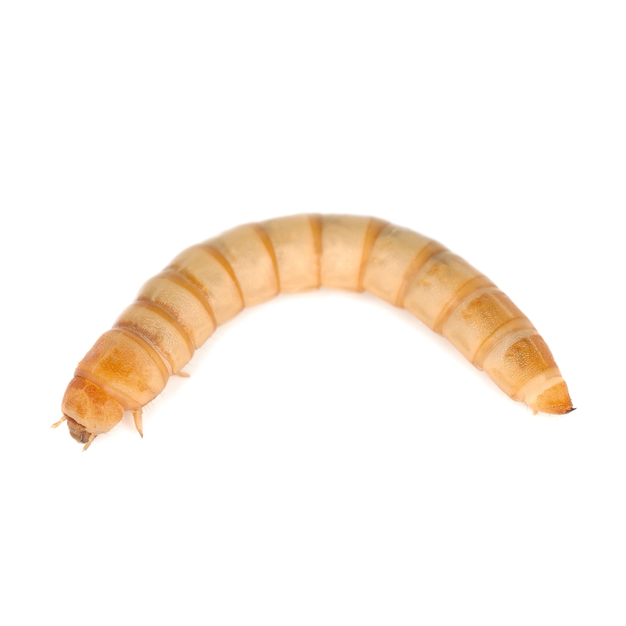 Hatching Time Live Mealworms 500 or 1000 Count