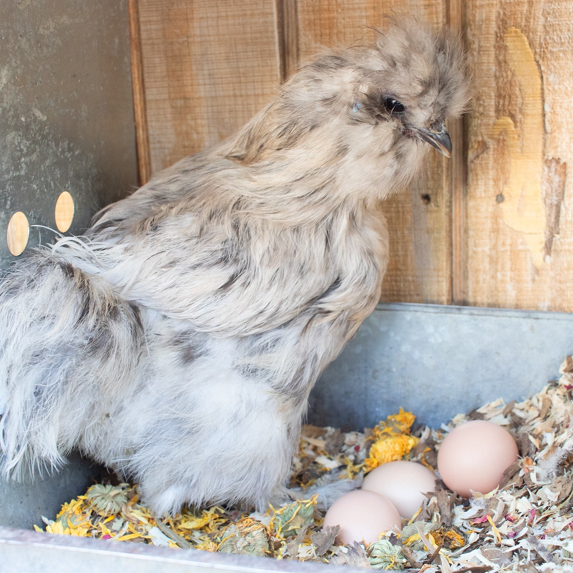 Pampered Chicken Mama Fall Support Bundle: 6 Different Fall-Themed Products For Healthy Chickens (13 Pounds Total)