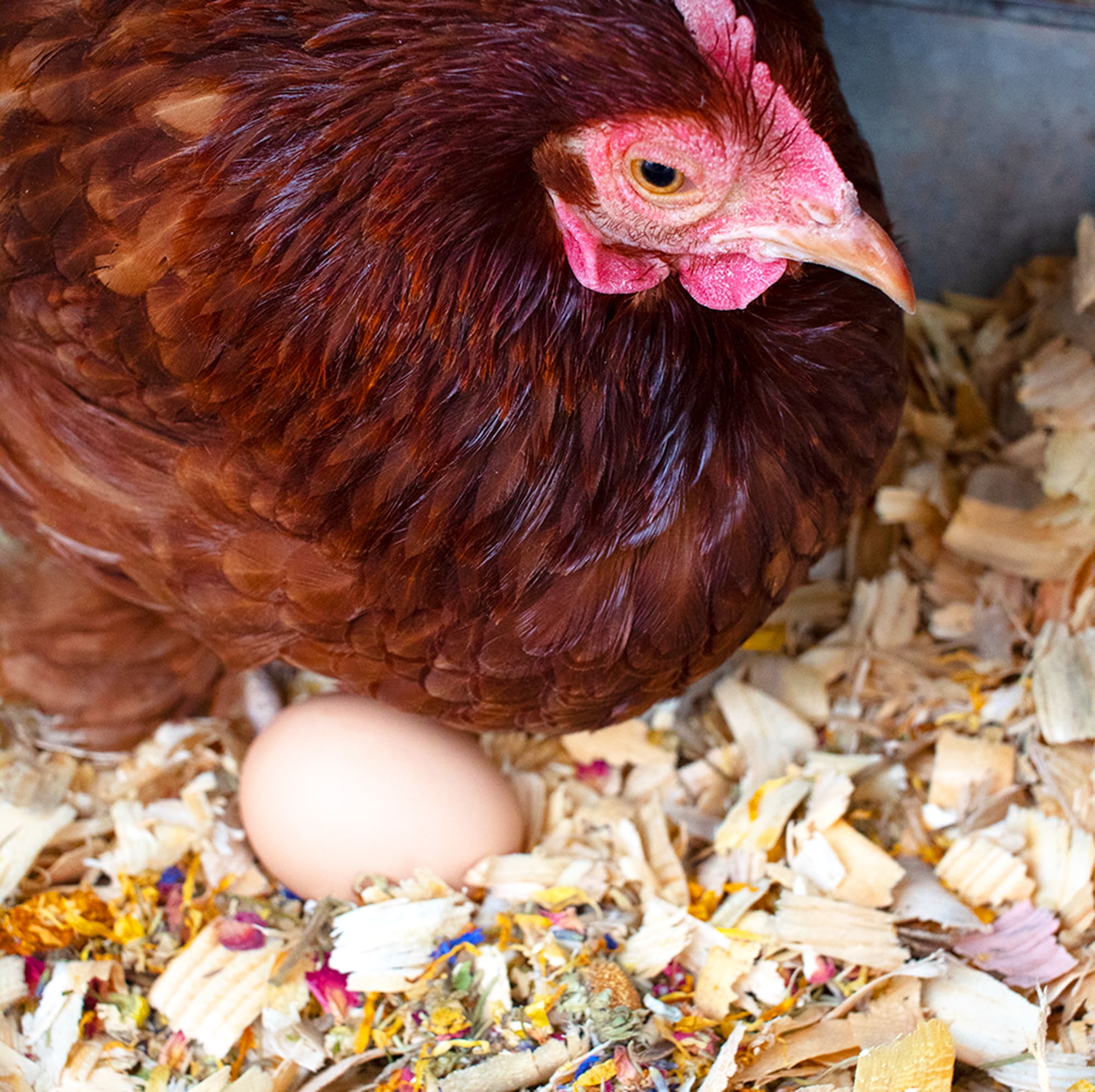 Pampered Chicken Mama Best Eggs Ever! (TM) Nesting Herbs (Chamomile, Roses, Lavender, Cornflowers, & Calendula) For Pet Chickens