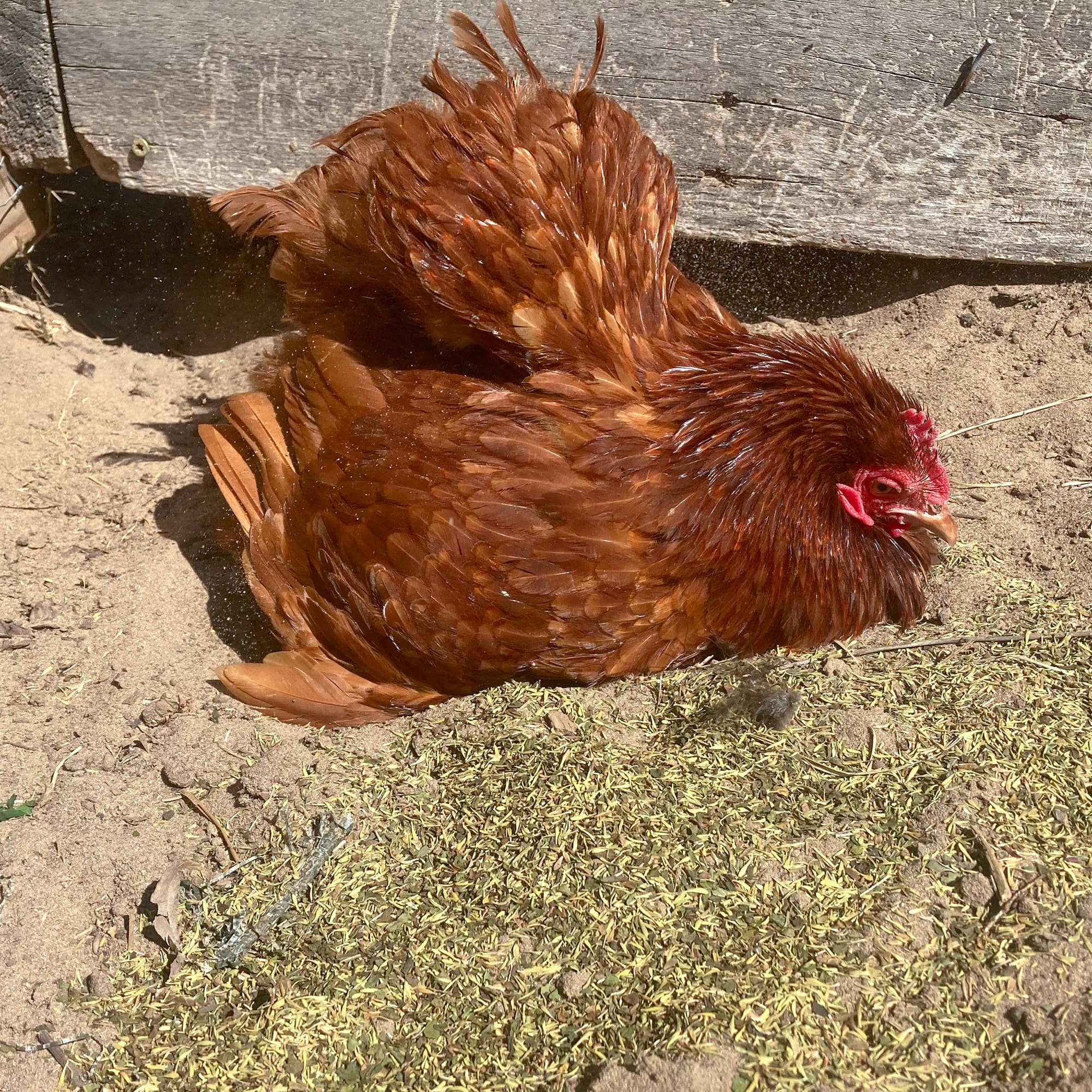 Pampered Chicken Mama MitesBGone & PestsBGone Coop Herbs Bundle - 2 Blends In Bundle To Repel Pests