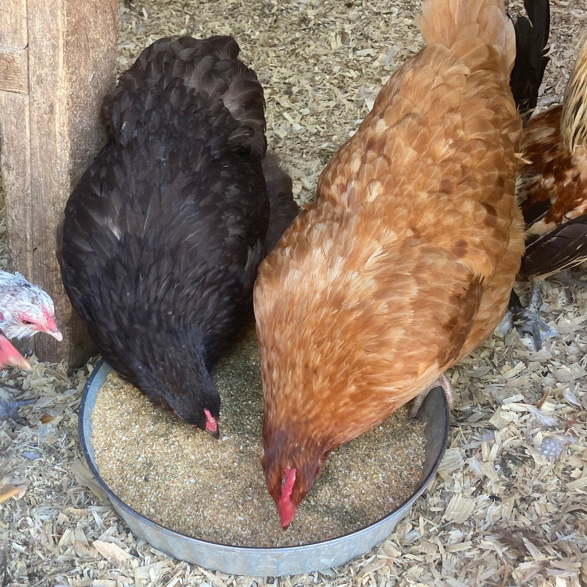 Pampered Chicken Mama Non-GMO Herbal Layer Feed With Oregano & Garlic - [Oyster Shells Pre-mixed in]