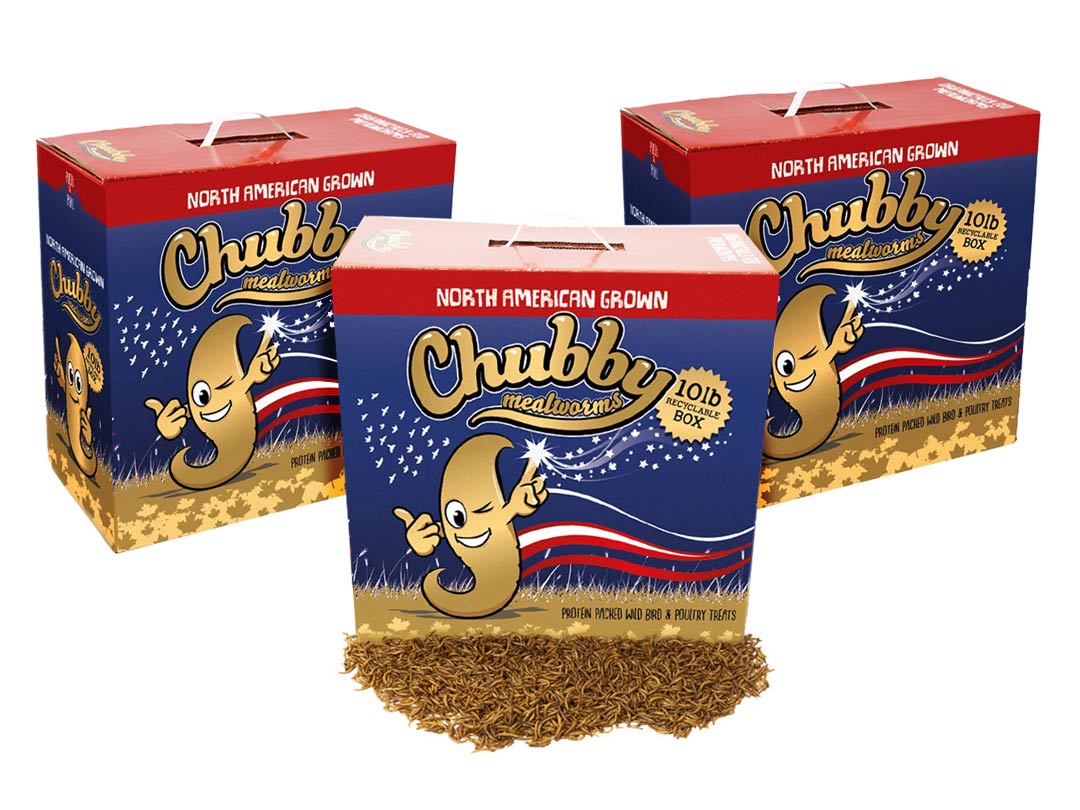 Chubby North American Dried Mealworms 30Lbs (Montreal Grown) Recyclable Boxes Non-GMO