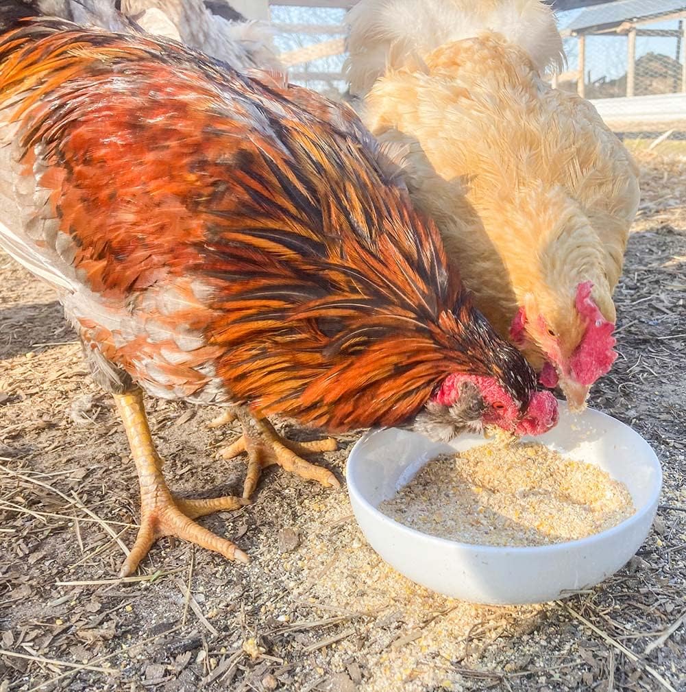 Pampered Chicken Mama Egg-Cellent Yolks: For Healthy, Golden Yolks - Naturally!
