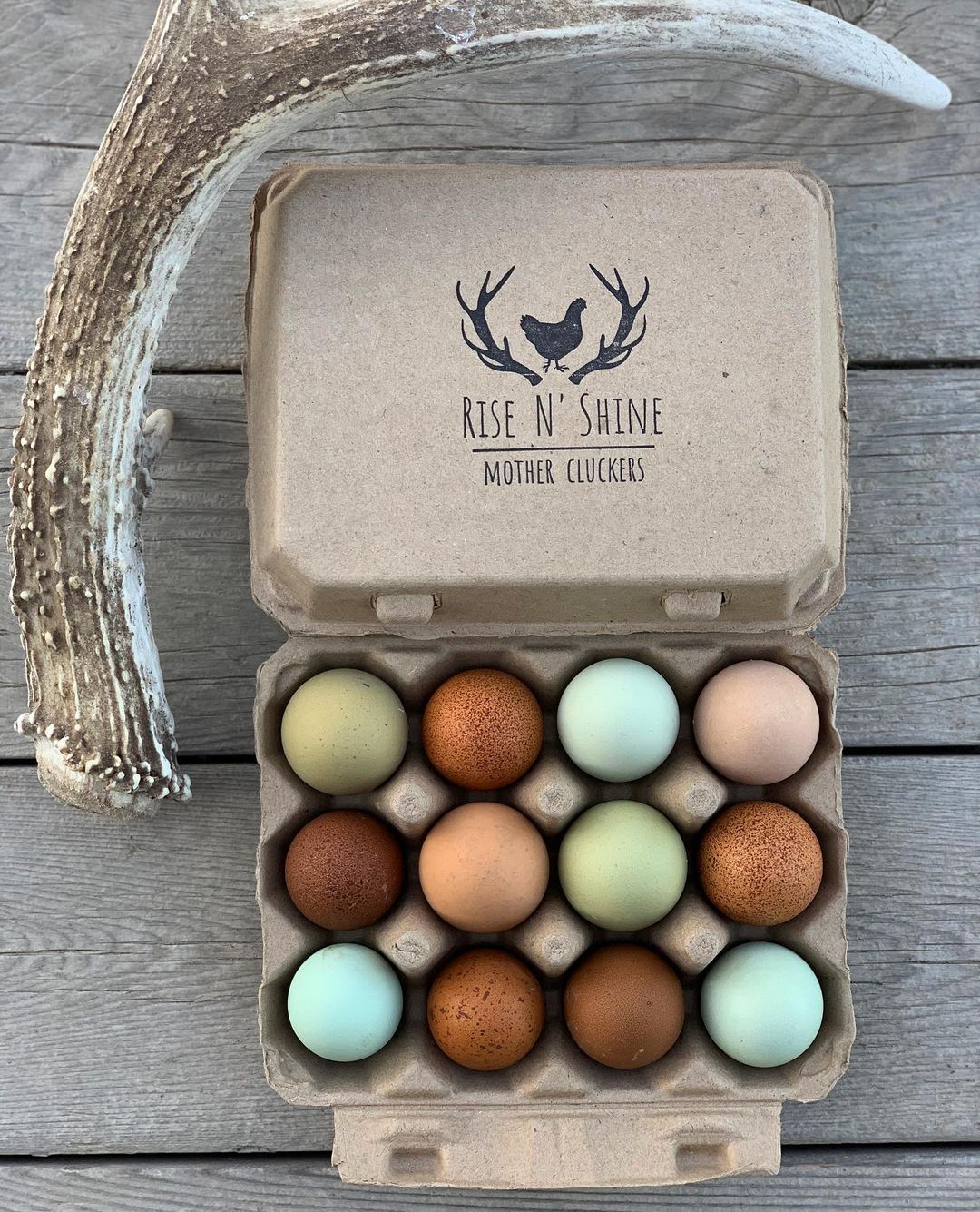 Henlay Vintage Blank Egg Cartons Tan or White