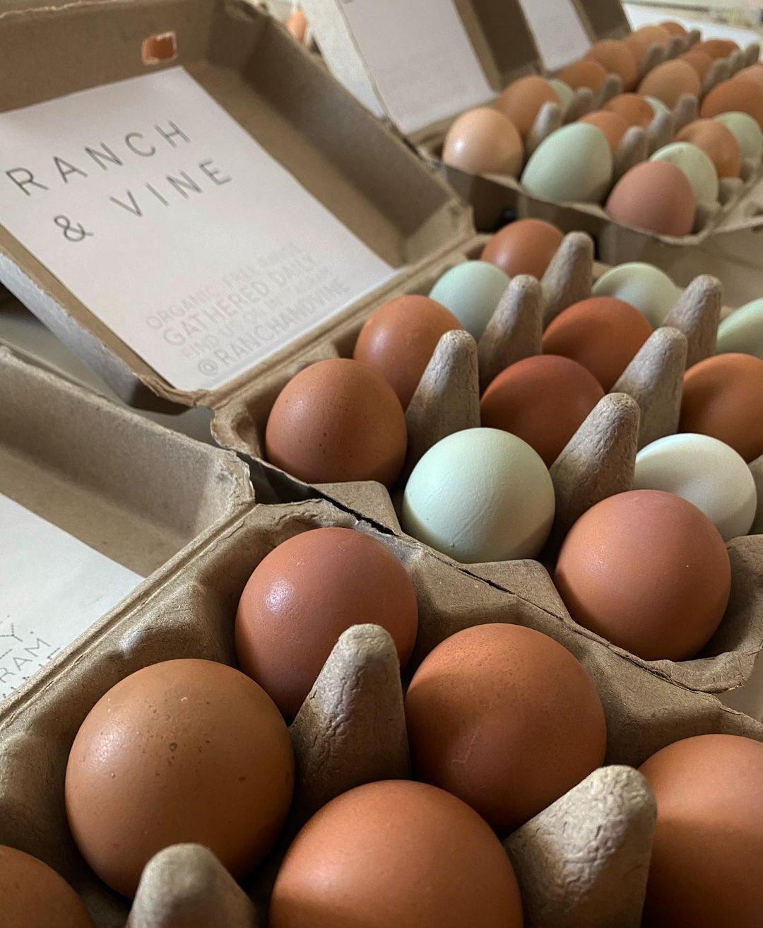 Henlay Vintage Blank Egg Cartons Tan or White