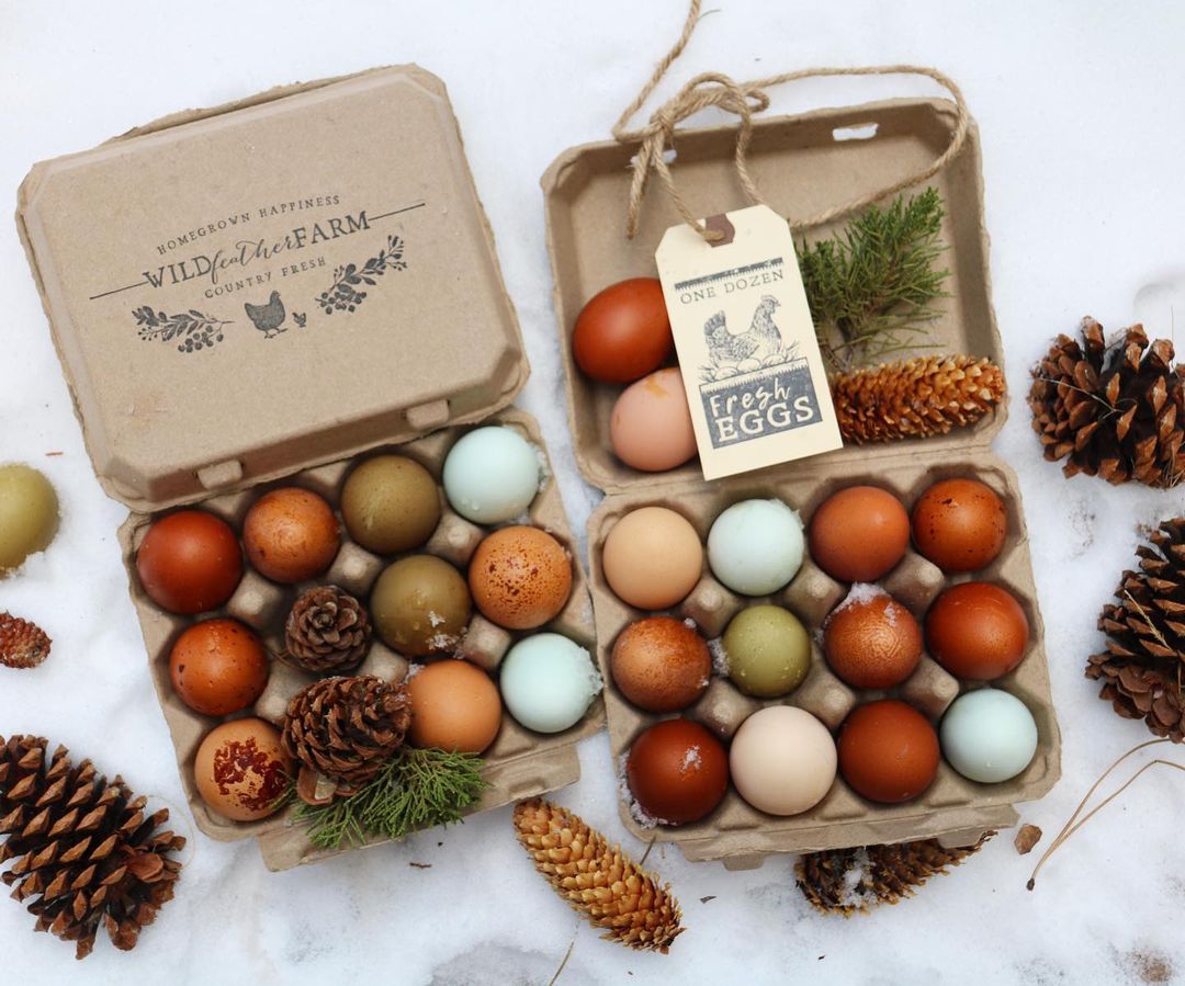 Henlay Vintage Blank Egg Cartons Tan or White