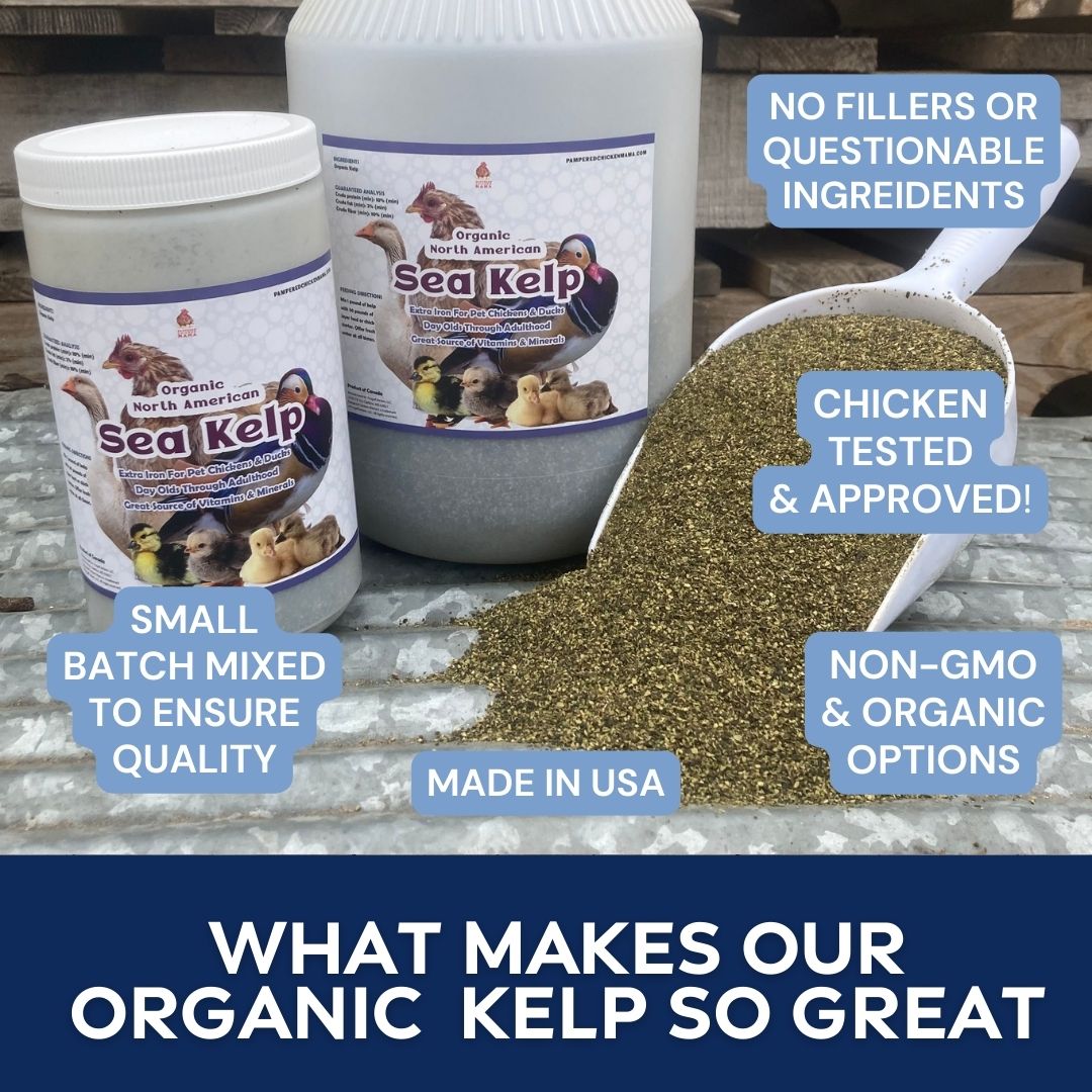Pampered Chicken Mama North Atlantic Kelp For Extra Vitamins, Minerals, & Amino Acids For Pet Chickens & Ducks