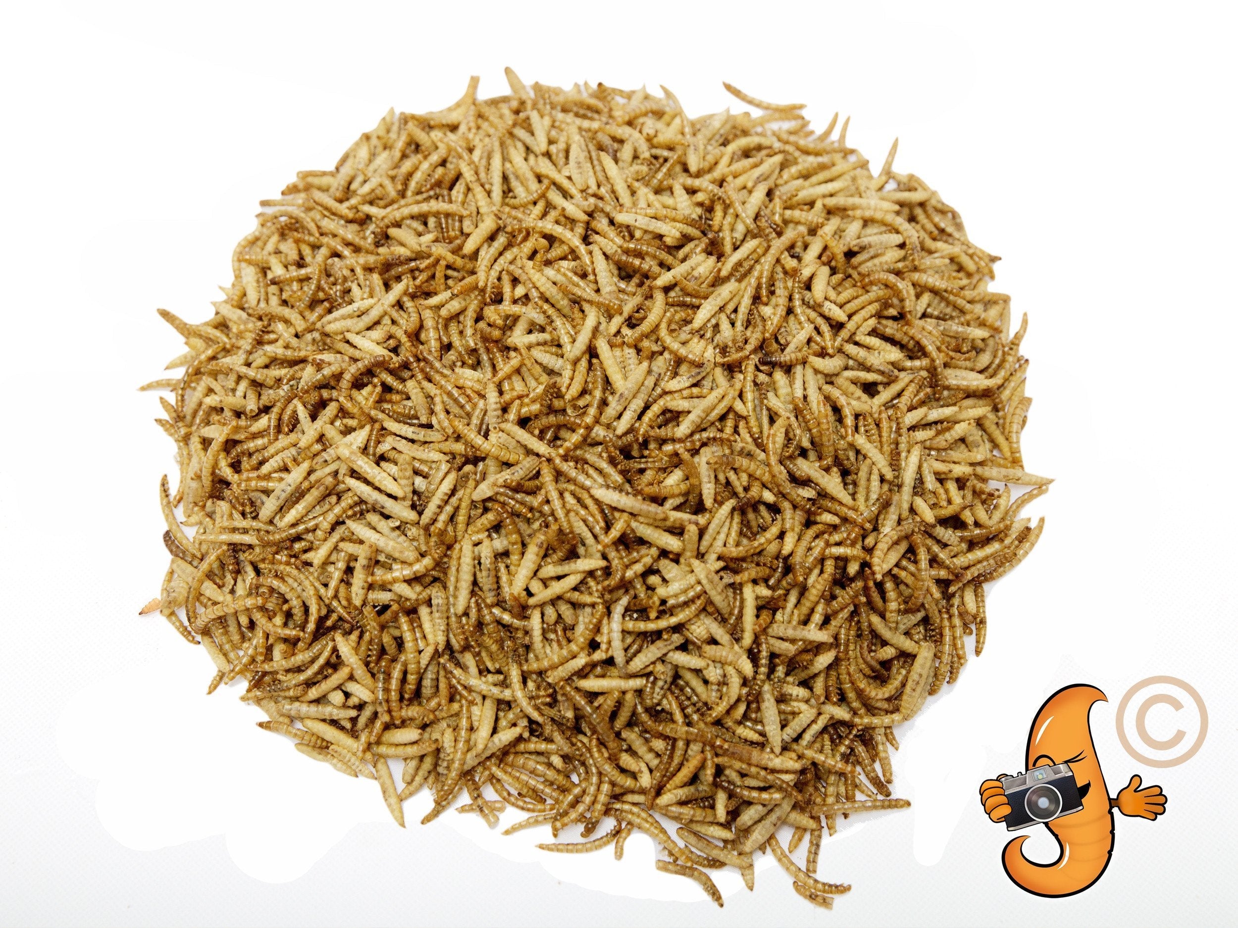Chubby Mix 2lb (Mealworm & Black Soldier Fly Larvae Combo)