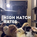 Cimuka CT60 H - Egg Incubator - Hatcher Only higher hatch rates