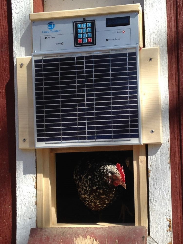 Coop Tender Automatic Chicken Coop Door With Battery Backup & AC Cord lifestyle with chicken