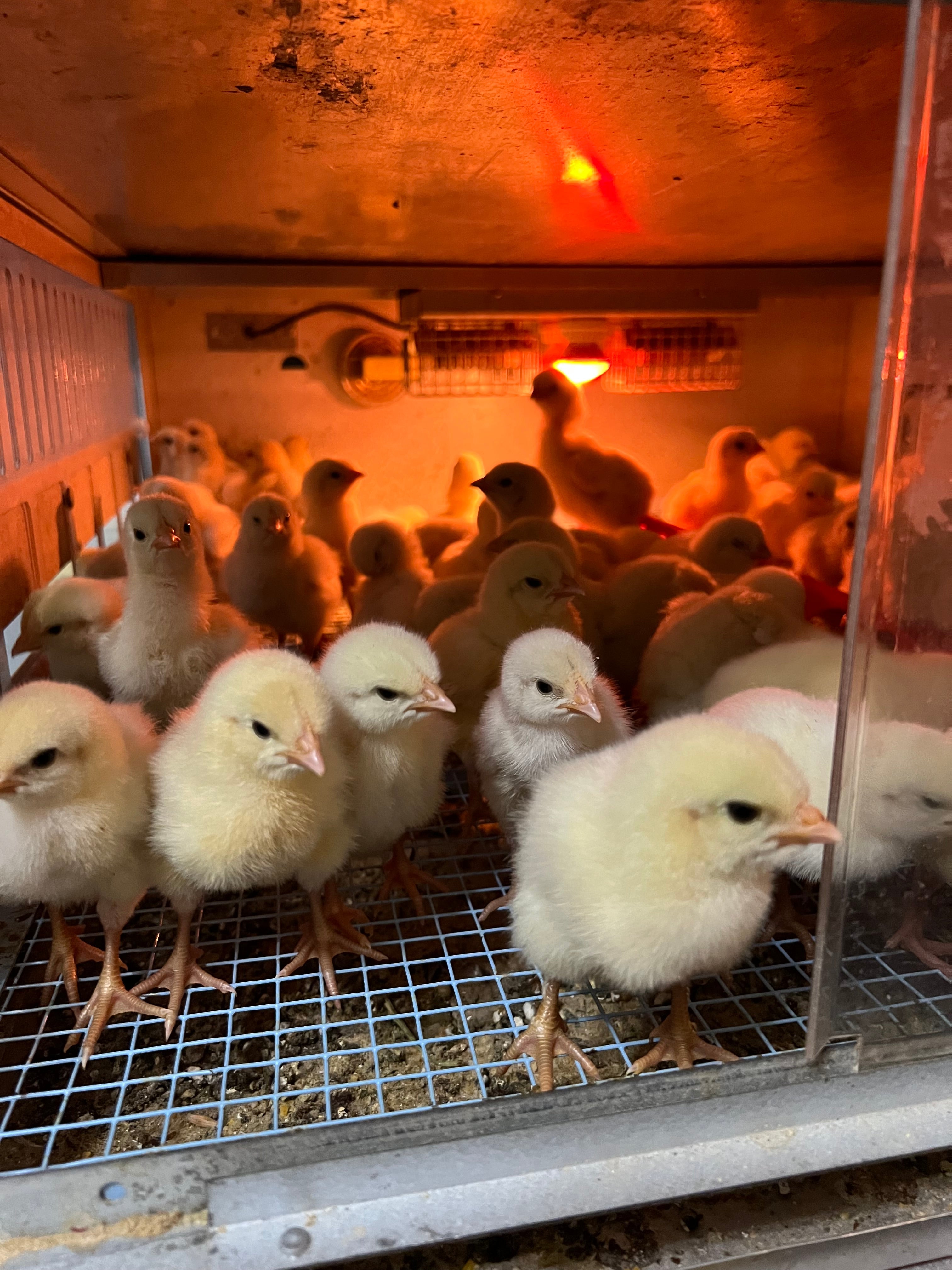 North Star Farms - White American Bresse – North Star Line- "JENN'S GEMS" Group