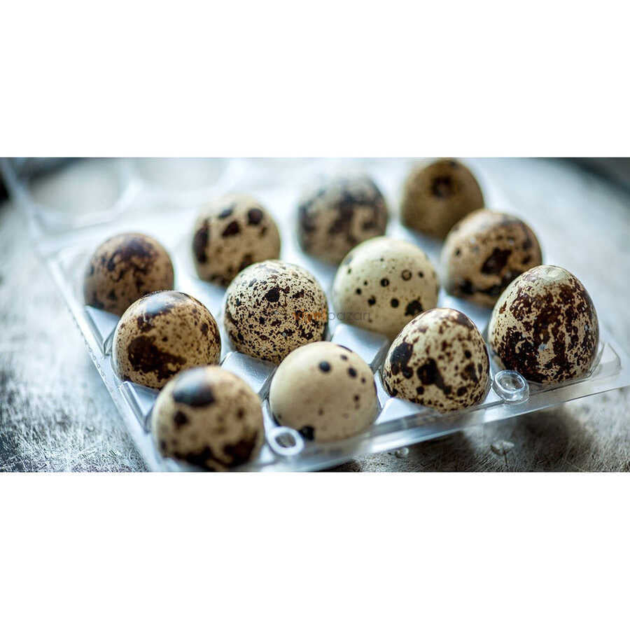 Hatching Time 12-Egg Carton (Quail) - Clear Plastic