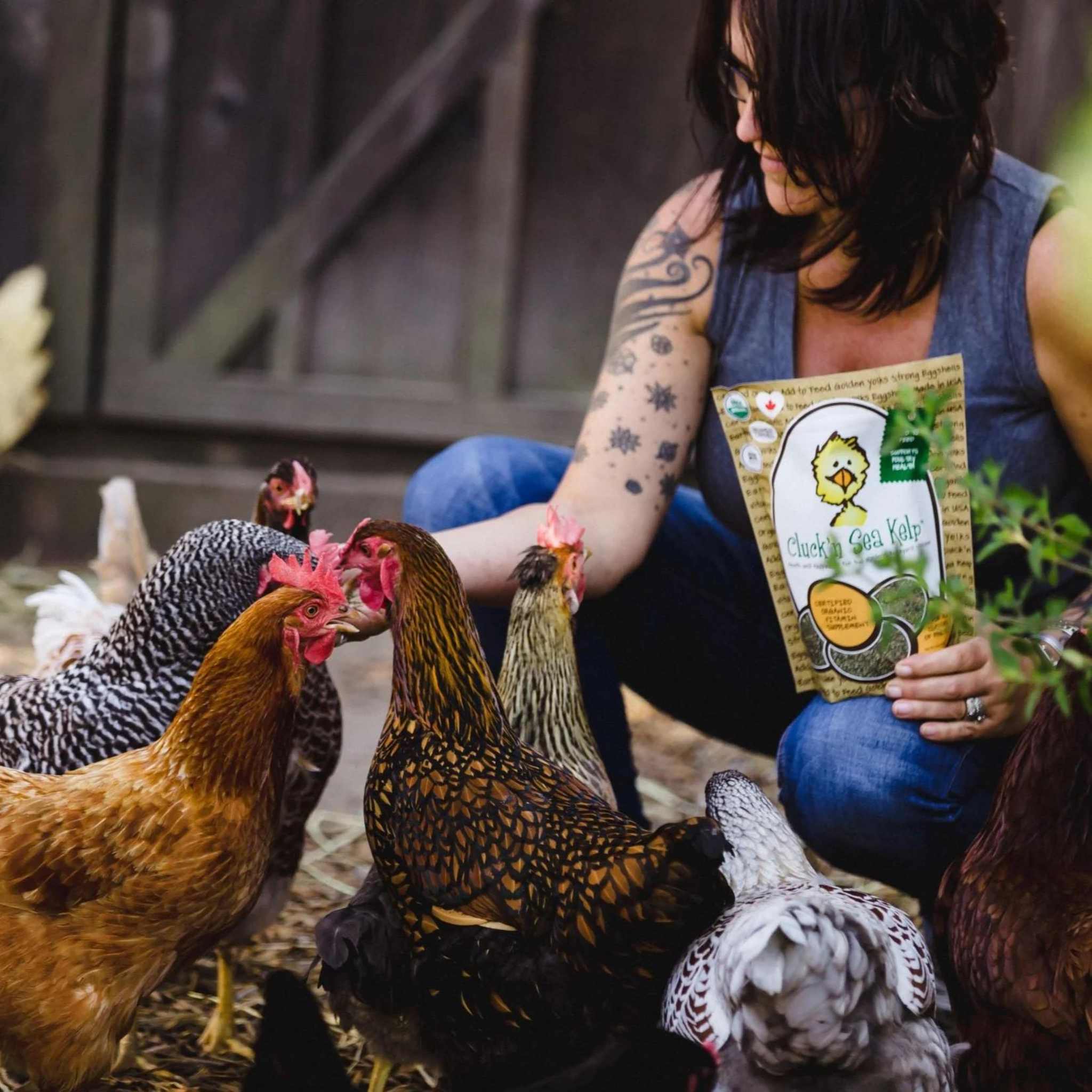 Cluck'n Sea Kelp Vitamin Feed Additive for Chickens