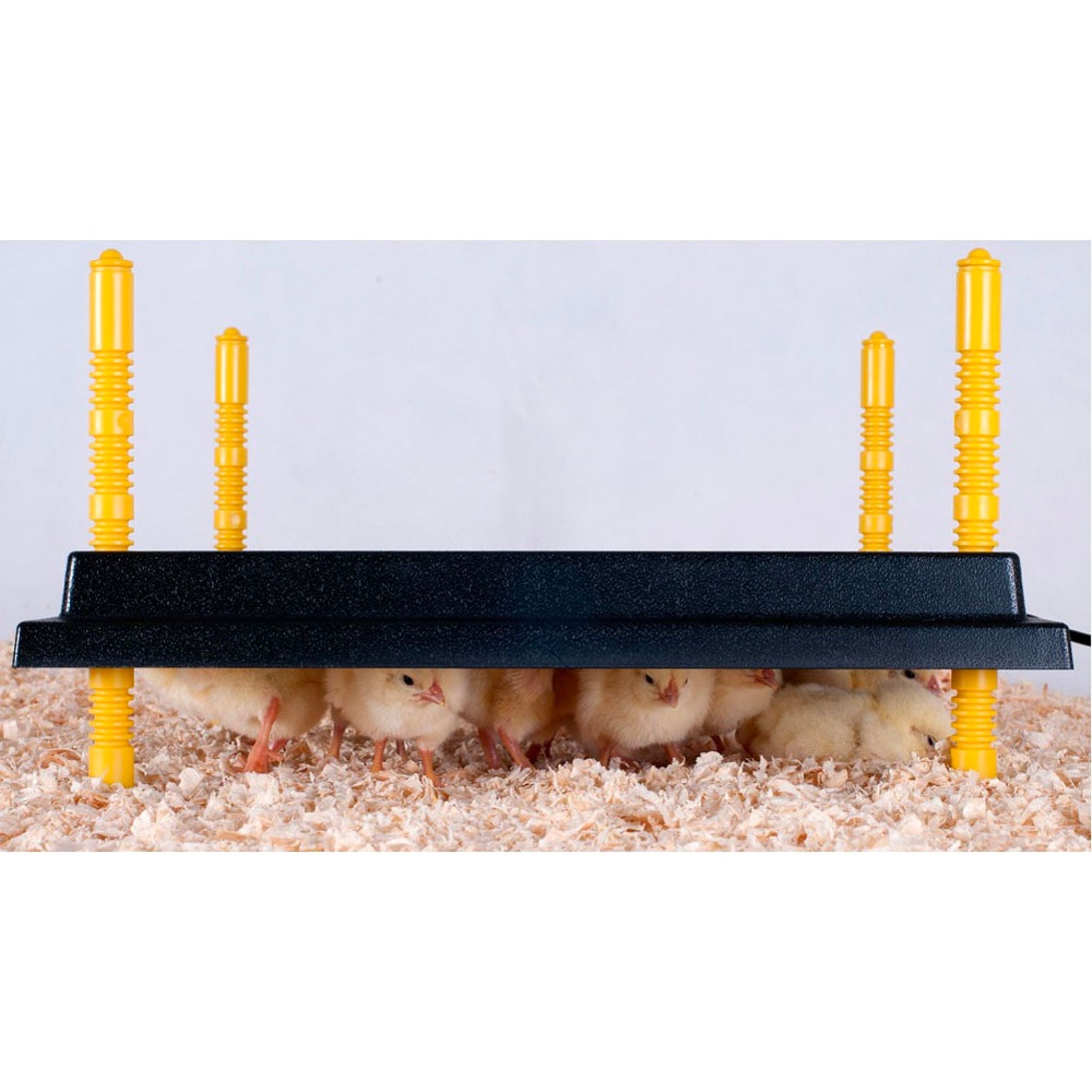 Hatching Time Heating Plate for Chicks (16" x 16") for 30-35 chicks