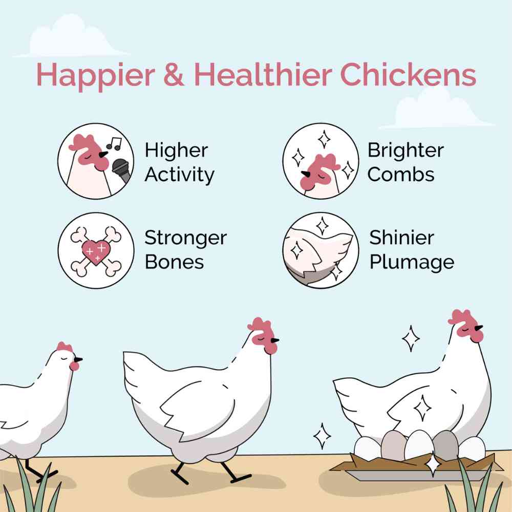 Mile Four Starter Organic Chicken Feed