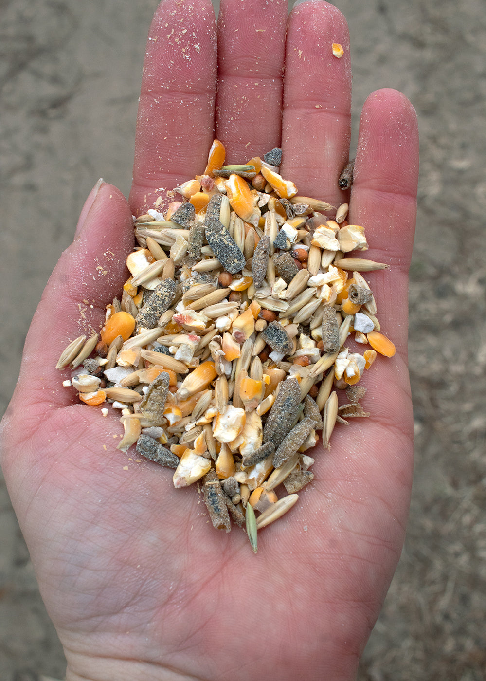 Pampered Chicken Mama 16% Premium Layer Feed With Black Soldier Fly Larvae, Fishmeal, & Herbs {Soy Free + High Protein}