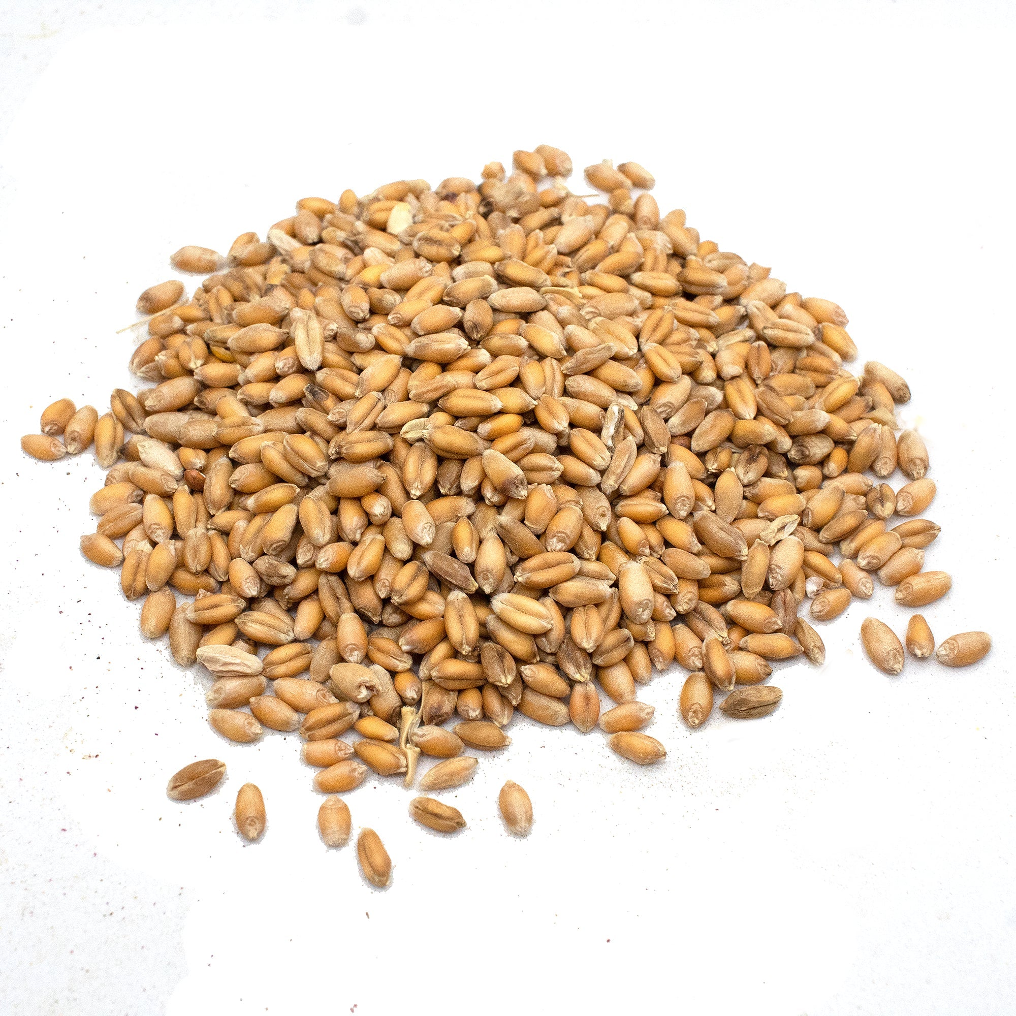 Pampered Chicken Mama Non-GMO Wheat Seeds for Sprouting Fodder (Wheat Grass)