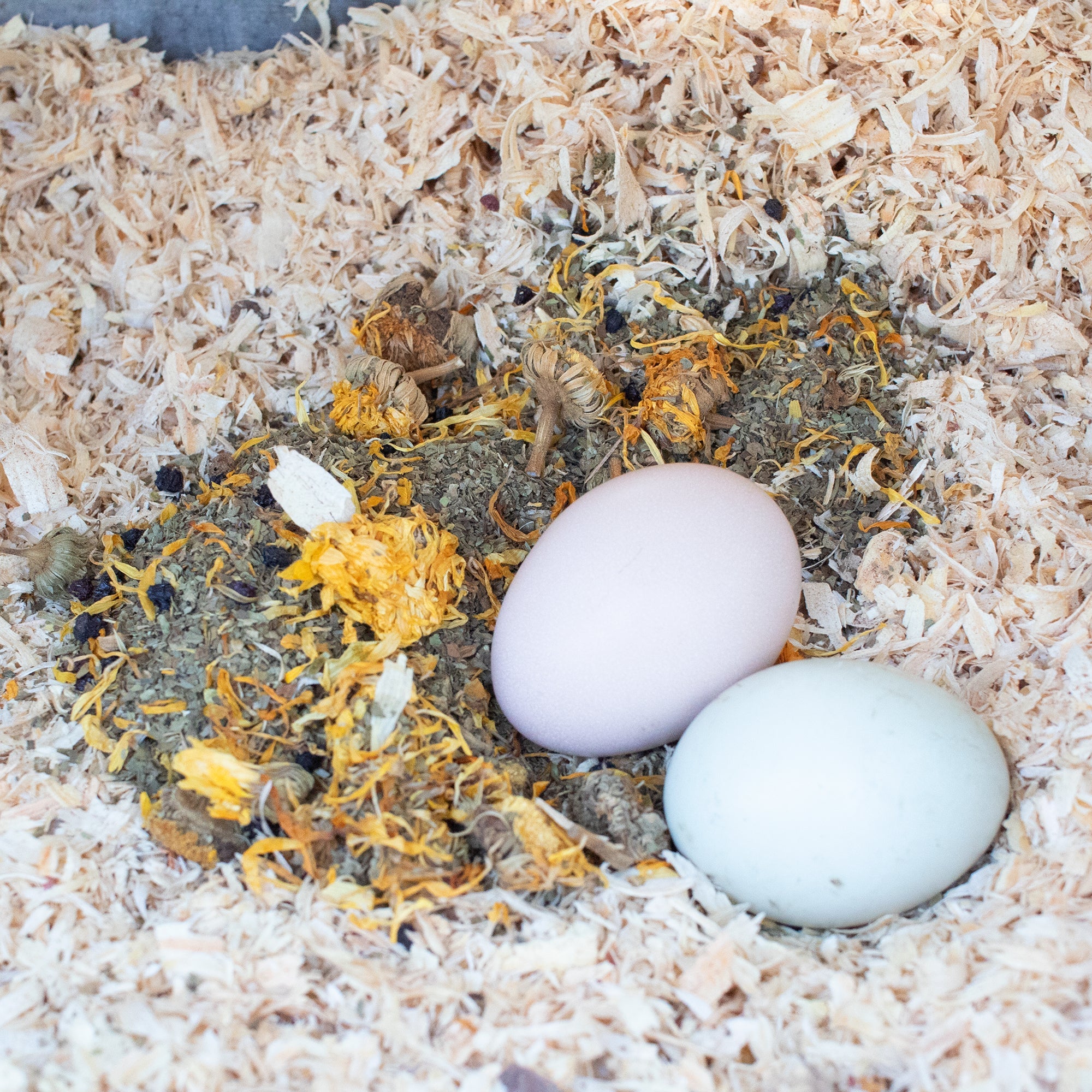 Pampered Chicken Mama StrongHen Herbs For Backyard Chickens, Coops, & Nesting Boxes