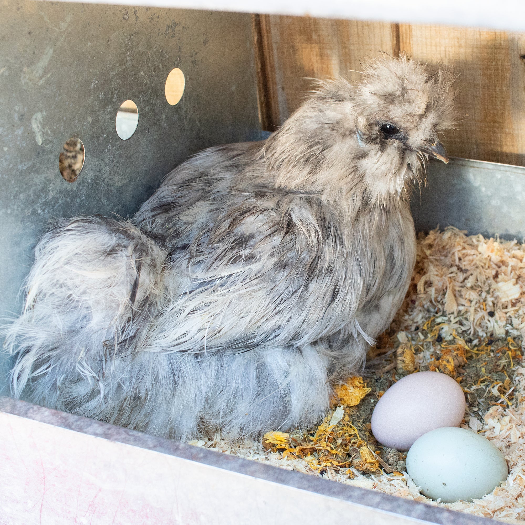 Pampered Chicken Mama StrongHen Herbs For Backyard Chickens, Coops, & Nesting Boxes