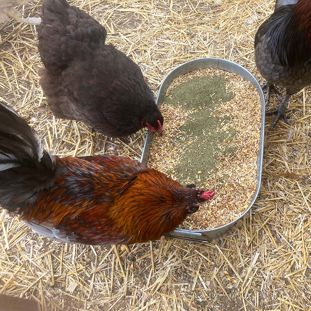 Pampered Chicken Mama North Atlantic Kelp For Extra Vitamins, Minerals, & Amino Acids For Pet Chickens & Ducks