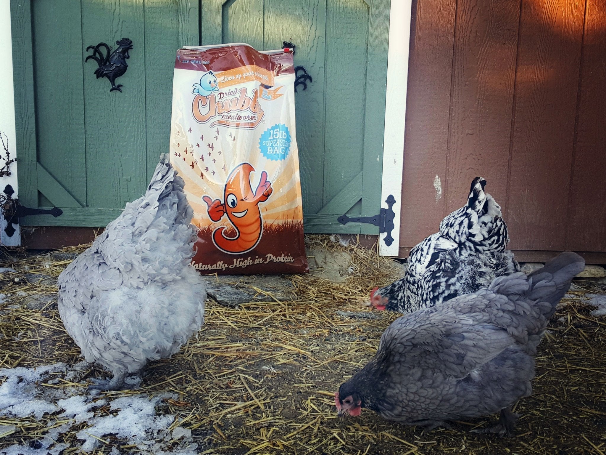 Chubby Dried Mealworms 15Lbs