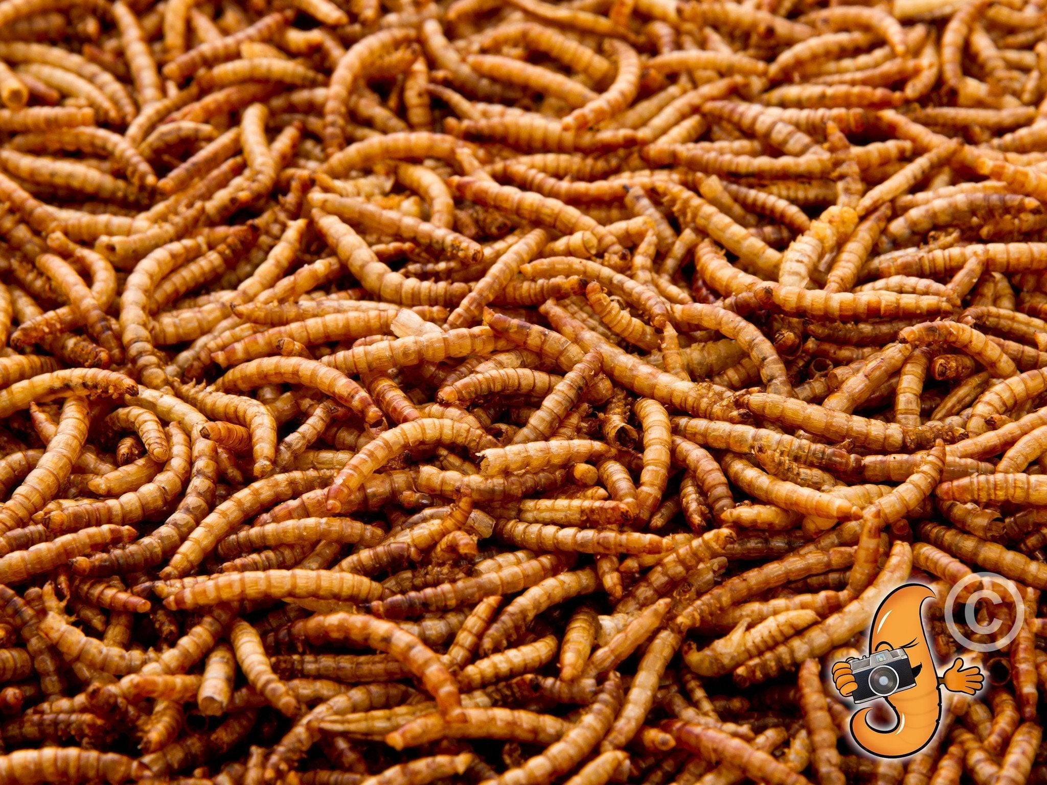 Chubby Dried Mealworms 22Lbs