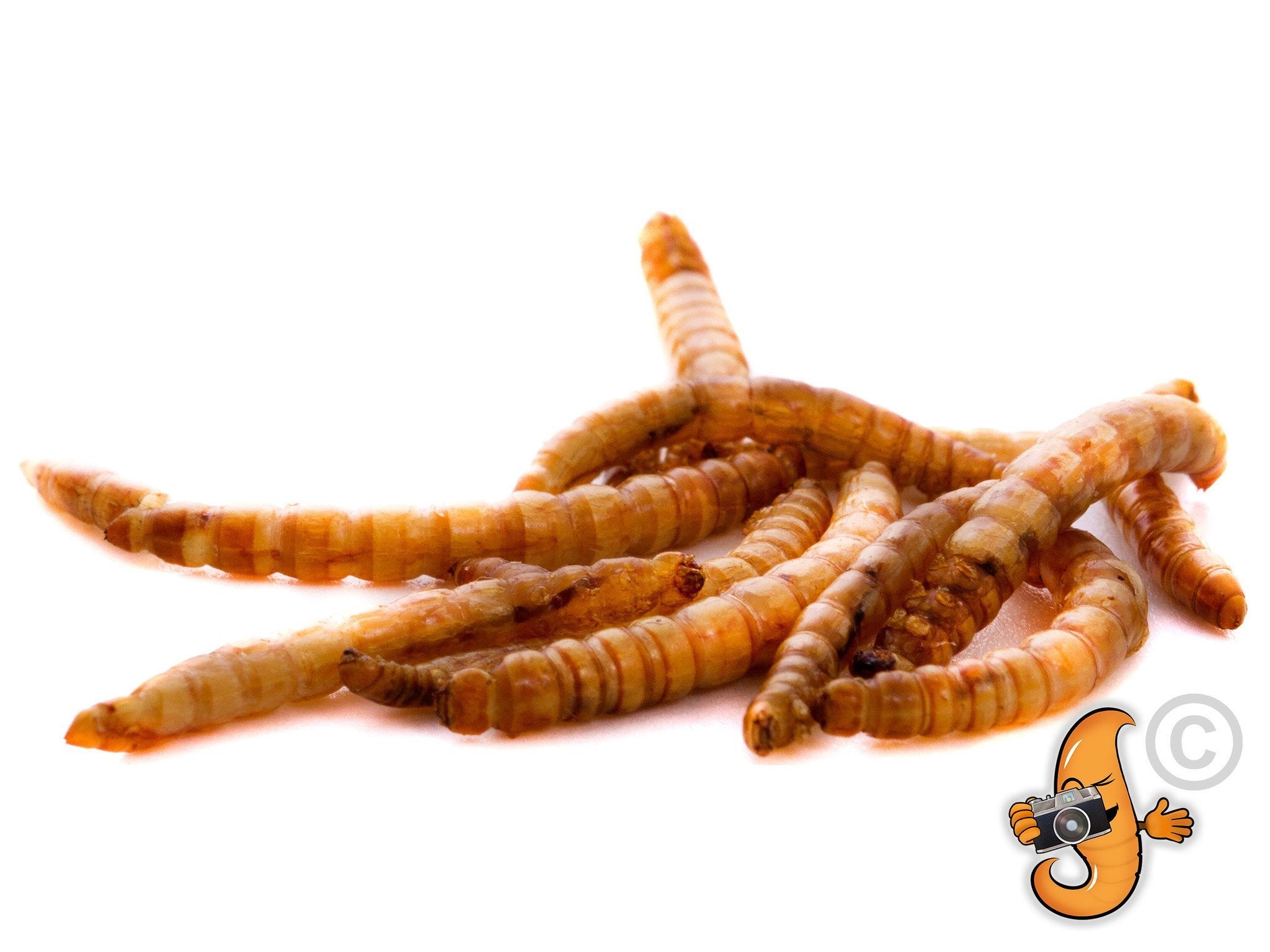 Chubby Dried Mealworms 11Lbs