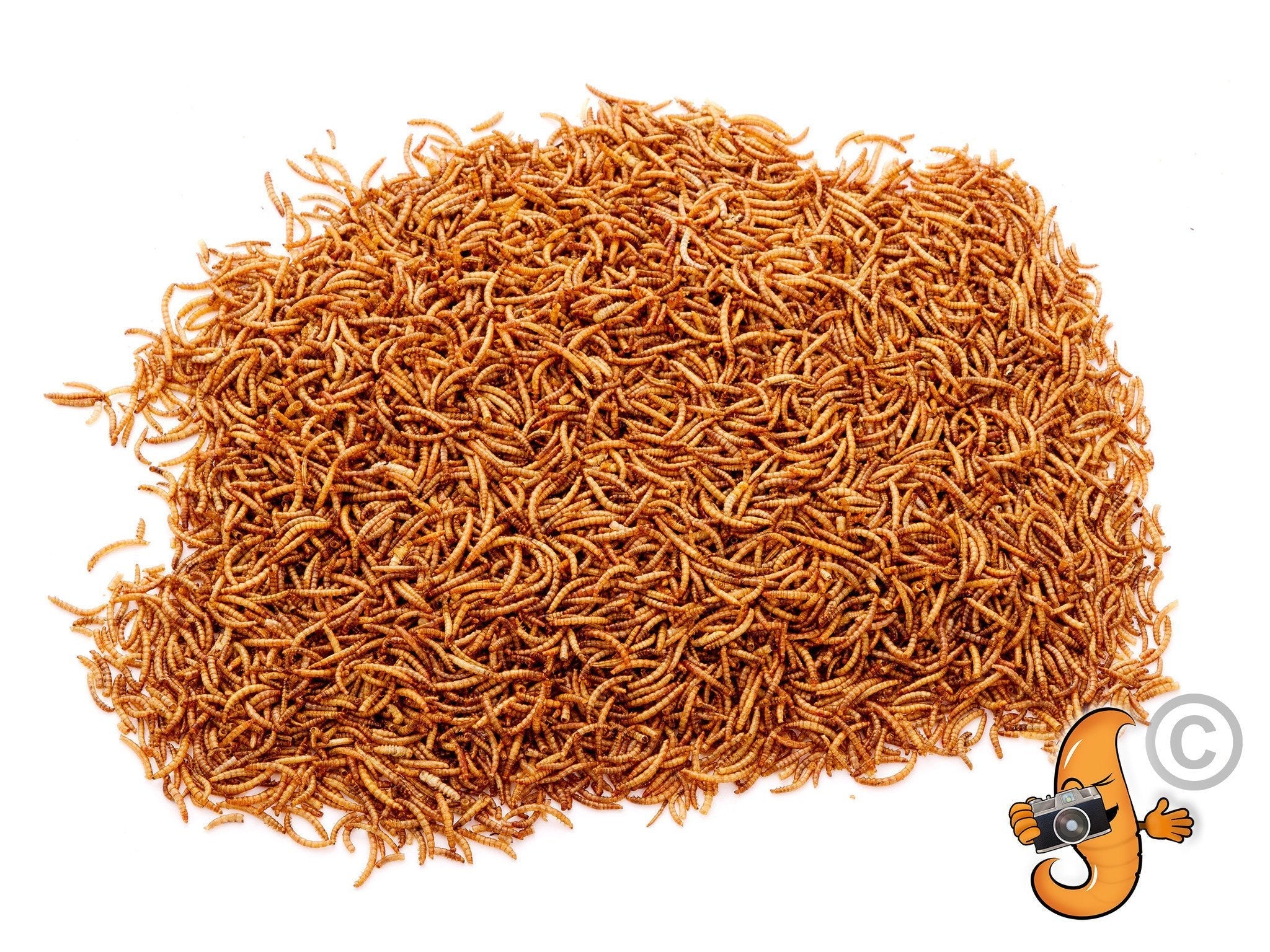 Chubby Dried Mealworms 22Lbs