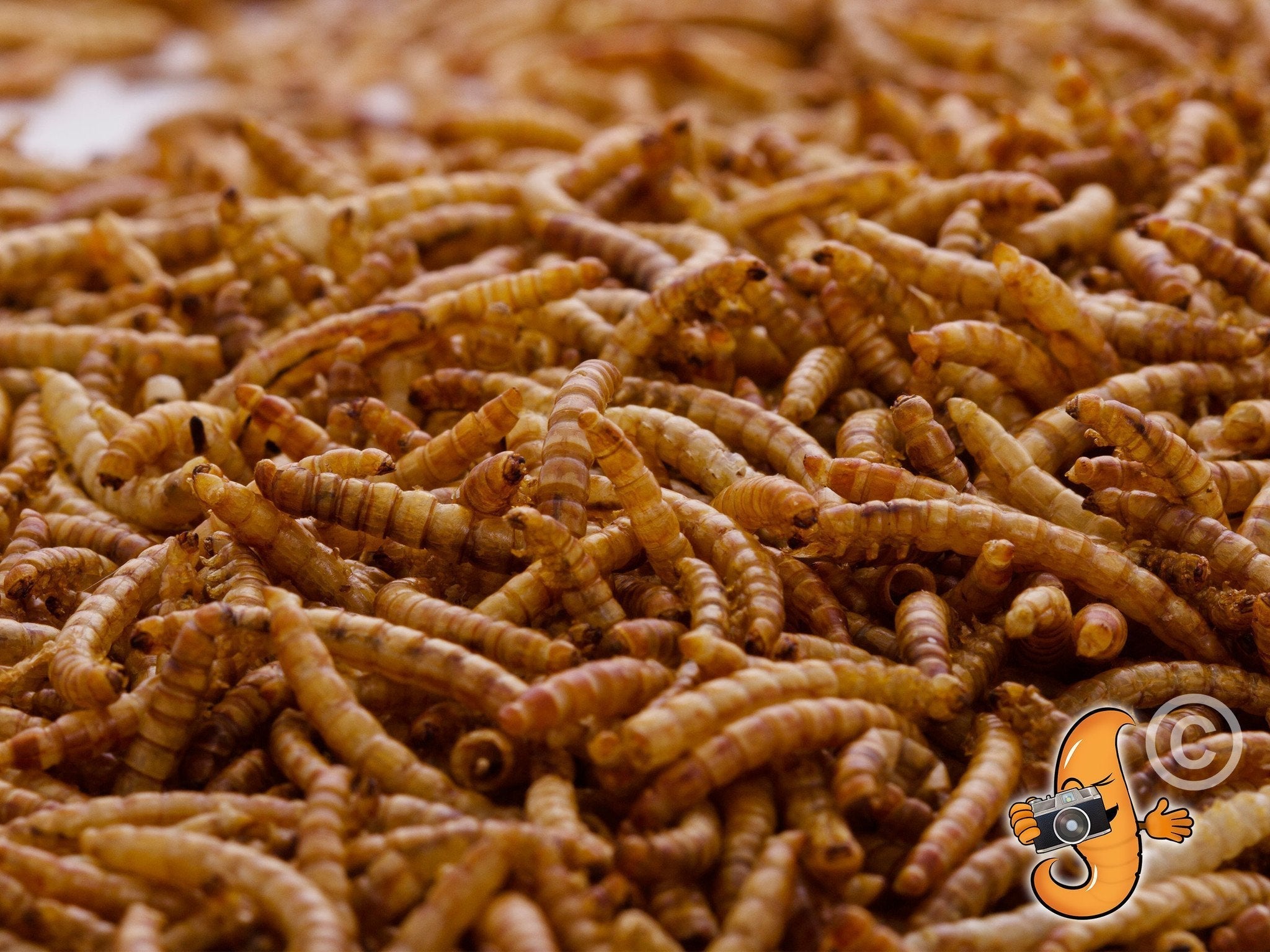 Chubby Dried Mealworms 15Lbs