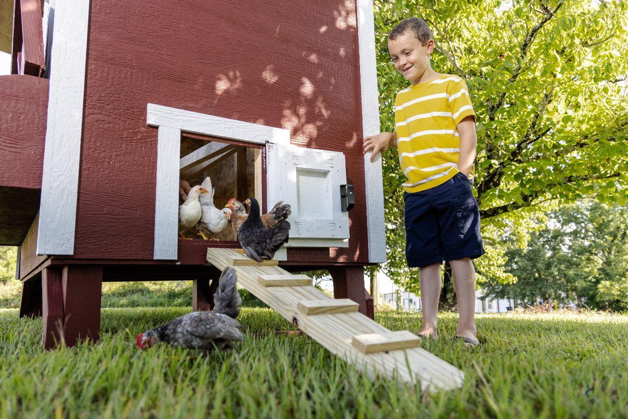 OverEZ Chicken Coop Large Up to 15 Chickens lifestyle 1