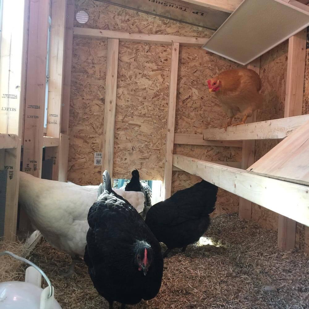 OverEZ Chicken Coop Medium Up to 10 Chickens inside views with chickens
