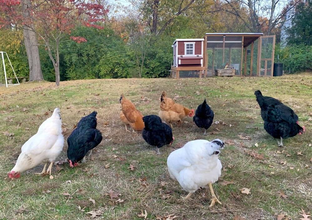 OverEZ Chicken Coop Medium Up to 10 Chickens red coop with run and chickens