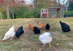 OverEZ Chicken Coop Medium Up to 10 Chickens red coop with run and chickens