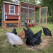 OverEZ Chicken Coop Medium with Wheels with optional run