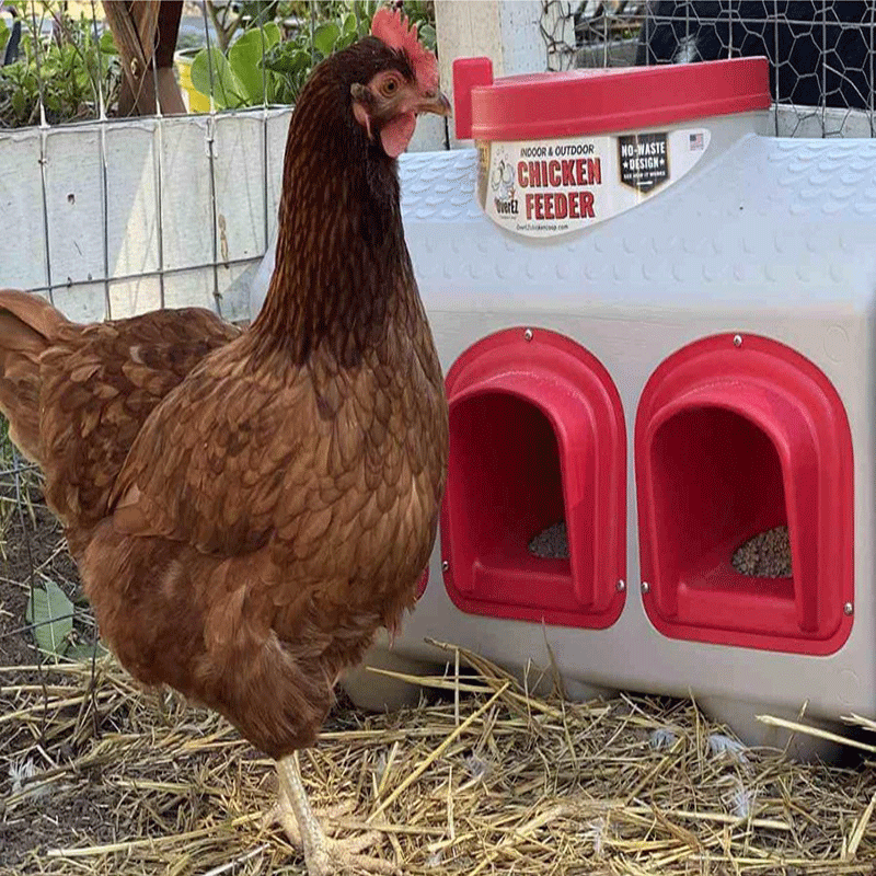 OverEZ Chicken Feeder front with chicken