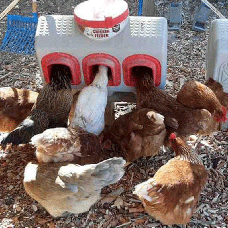 OverEZ Chicken Feeder front with chickens