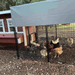 OverEZ Chicken Run Tarp Cover 6