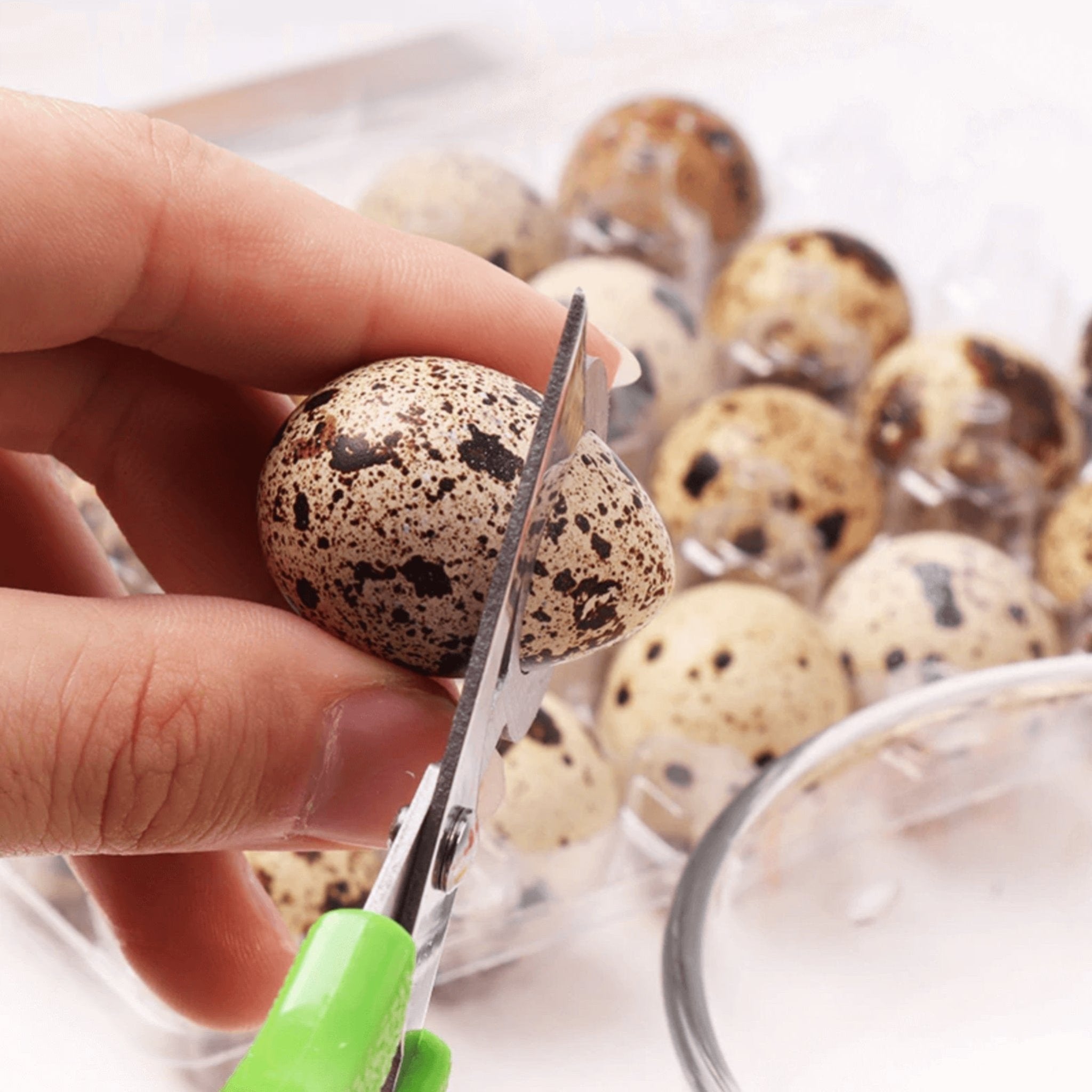 Hatching Time Quail Egg Scissors for Easy Opening