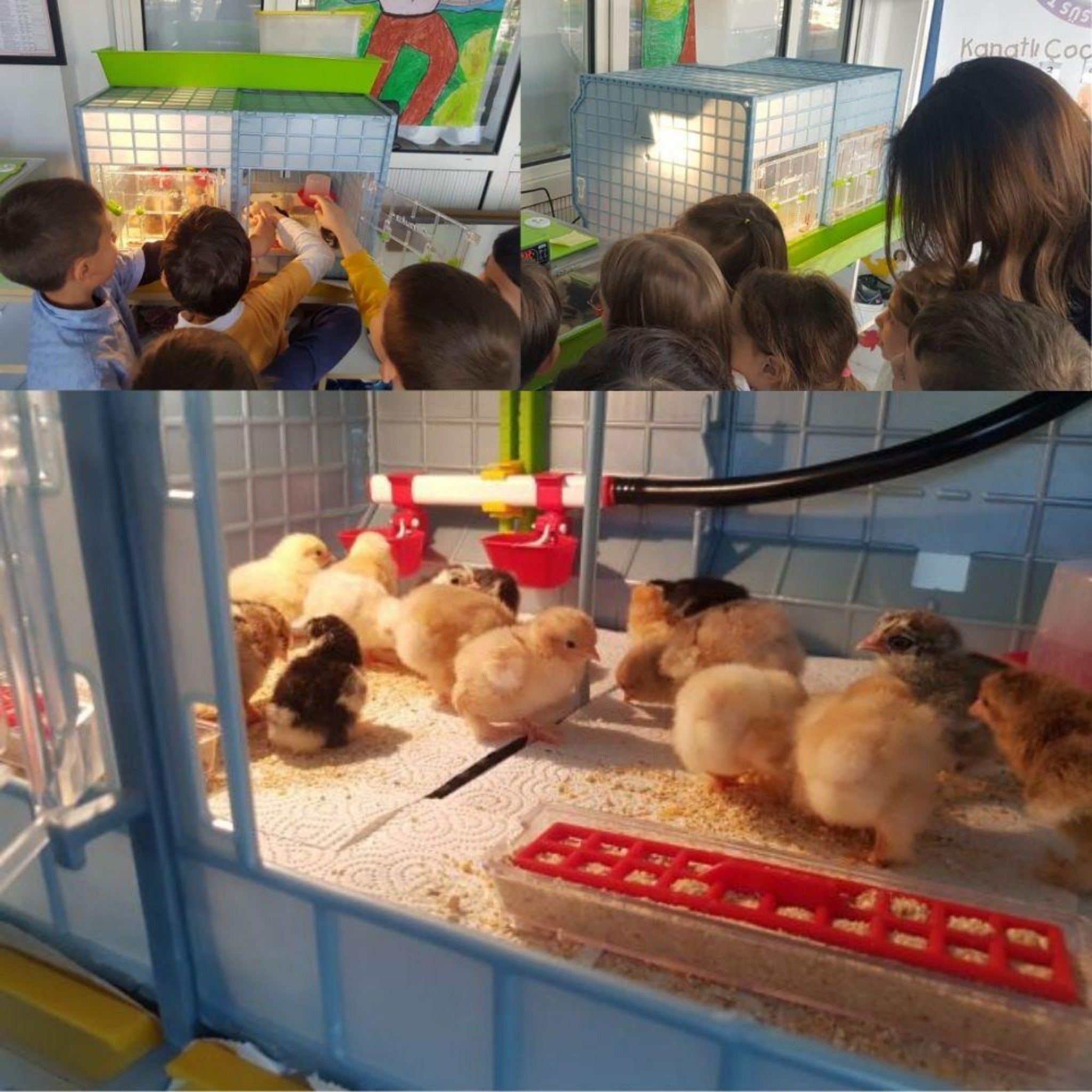 Hatching Time Chick Brooder - 2 Section H:15"
