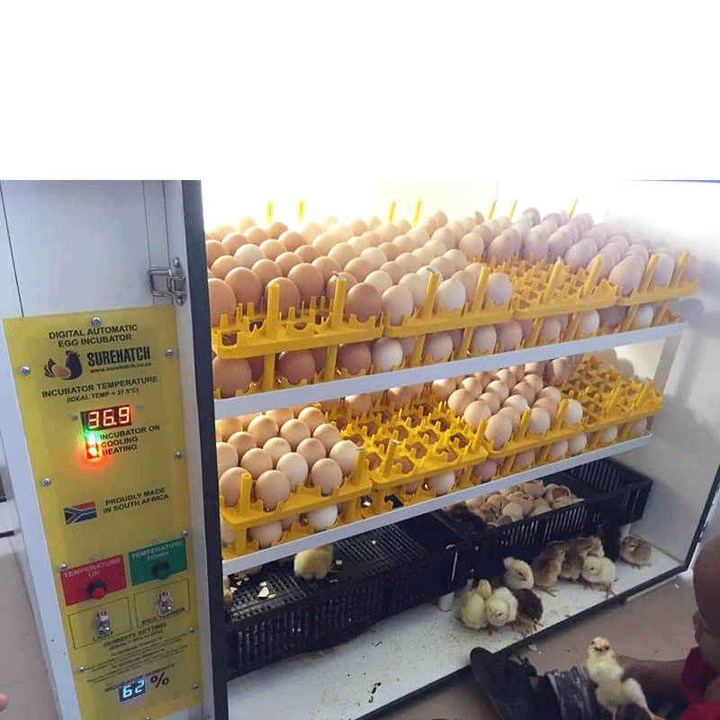 Surehatch SH680 Egg Incubator & Hatcher with Automatic Turner for Quail with chicks