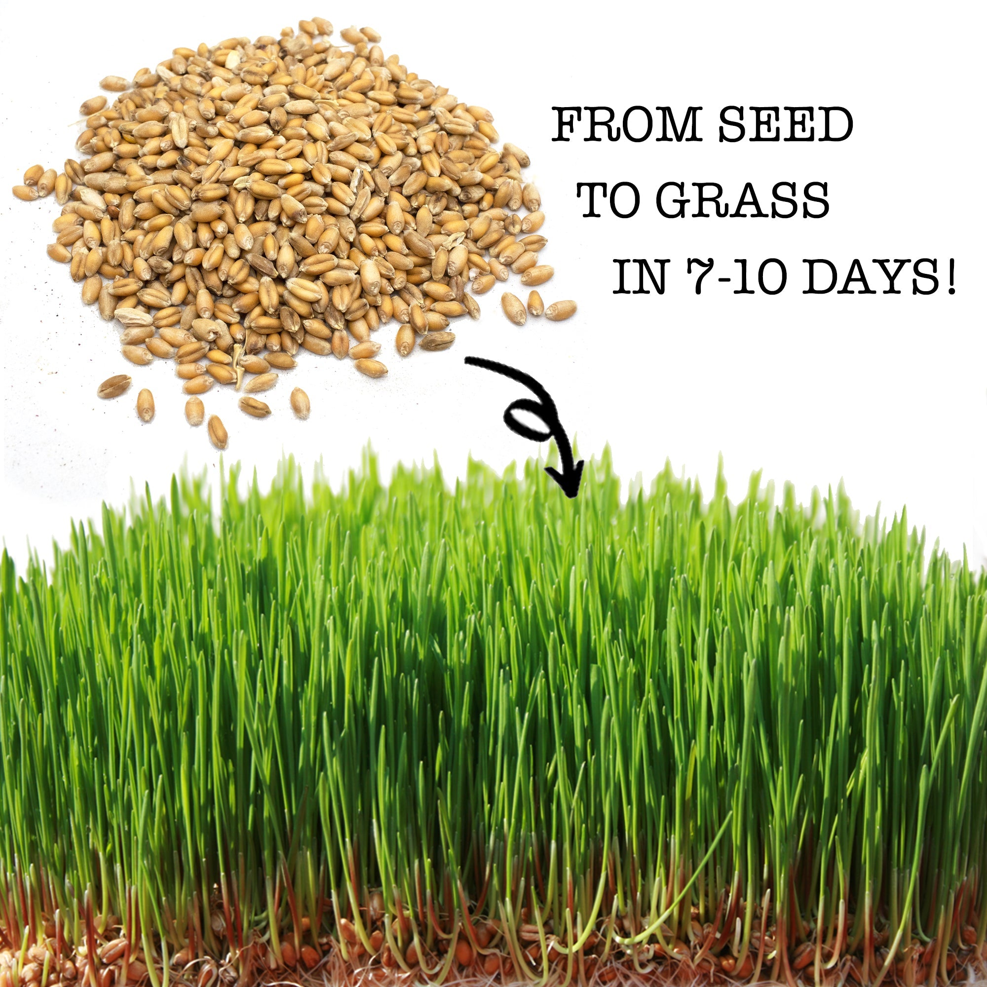 Pampered Chicken Mama Non-GMO Wheat Seeds for Sprouting Fodder (Wheat Grass)