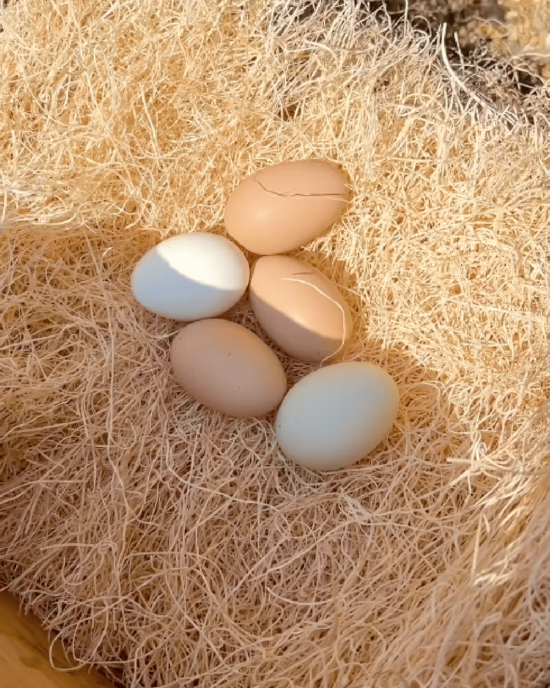 Mile Four Chicken Nesting Pads