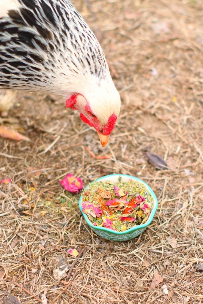 Pampered Chicken Mama WormBGone Nesting Herbs For Pet Chickens With Roses, Chilis, Calendula, Dandelion For Healthier Coops
