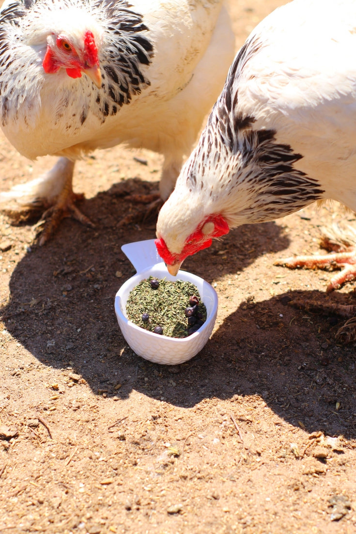Pampered Chicken Mama MitesBGone Herbal Blend For Nesting Boxes Or Dust Baths To Repel Mites