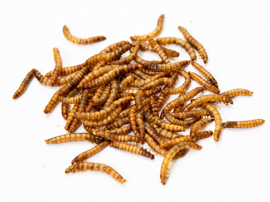 Chubby North American Dried Mealworms 30Lbs (Montreal Grown) Recyclable Boxes Non-GMO