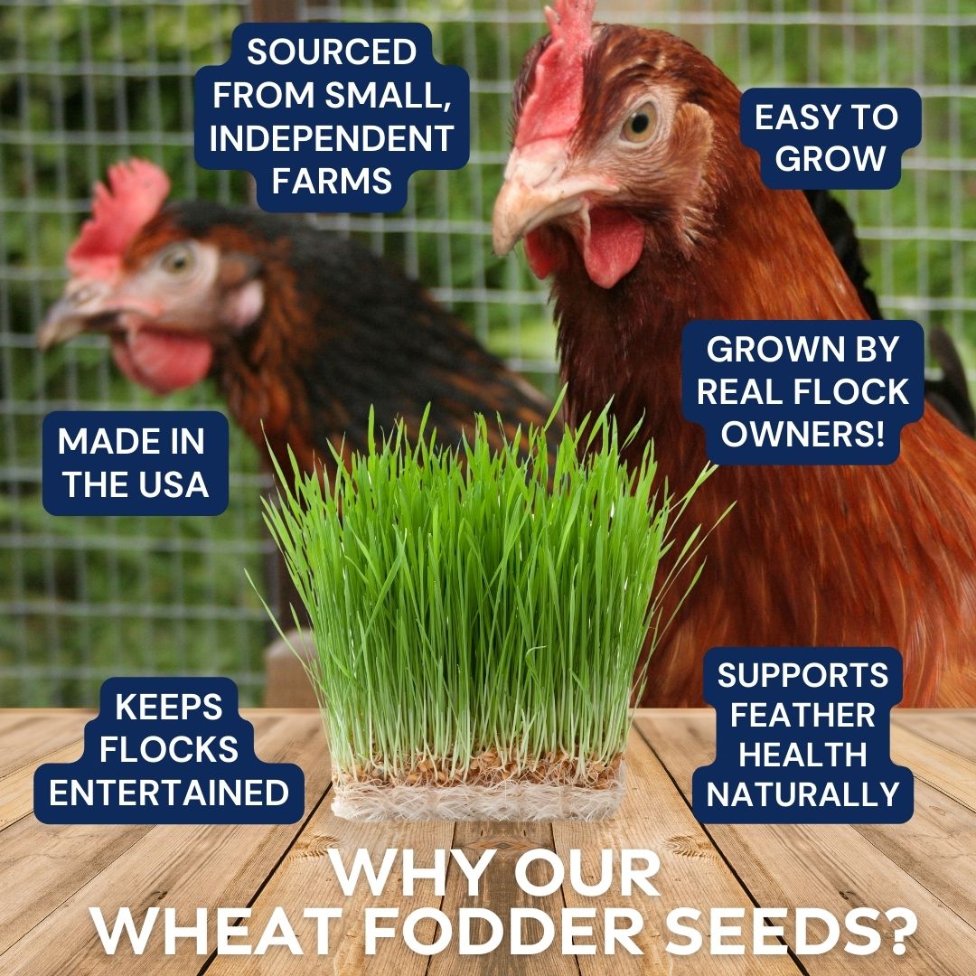 Pampered Chicken Mama Non-GMO Wheat Seeds for Sprouting Fodder (Wheat Grass)